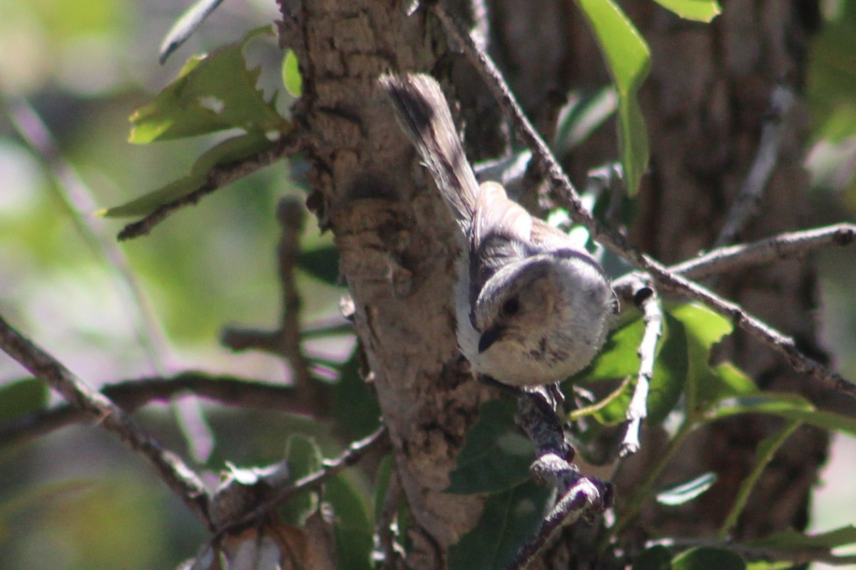 Bushtit (Interior) - ML620289077