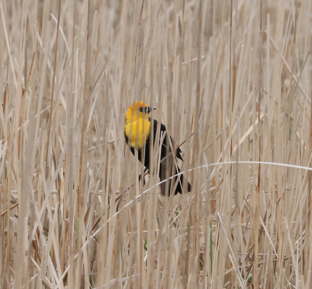 Yellow-headed Blackbird - ML620289078