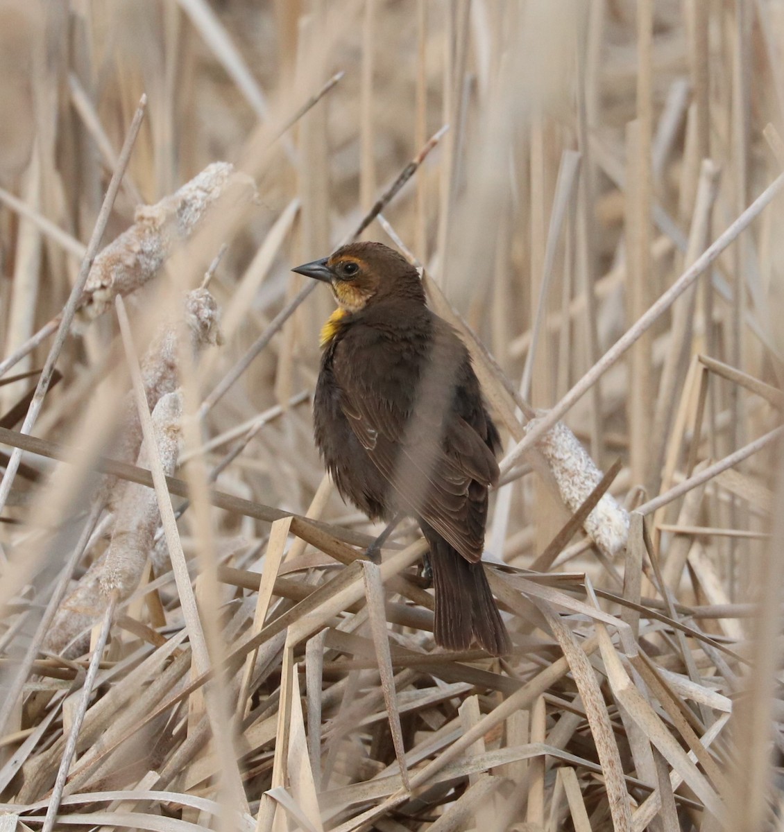 Yellow-headed Blackbird - ML620289079