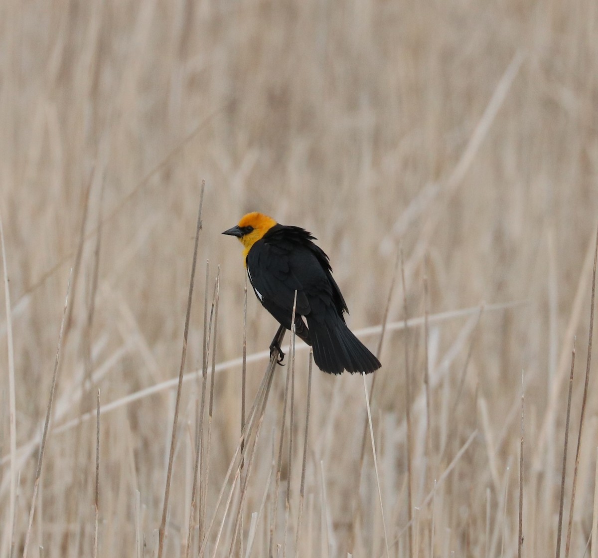 Yellow-headed Blackbird - ML620289080