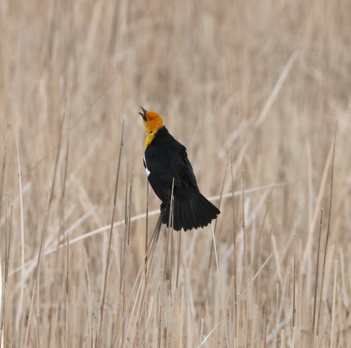 Yellow-headed Blackbird - ML620289081