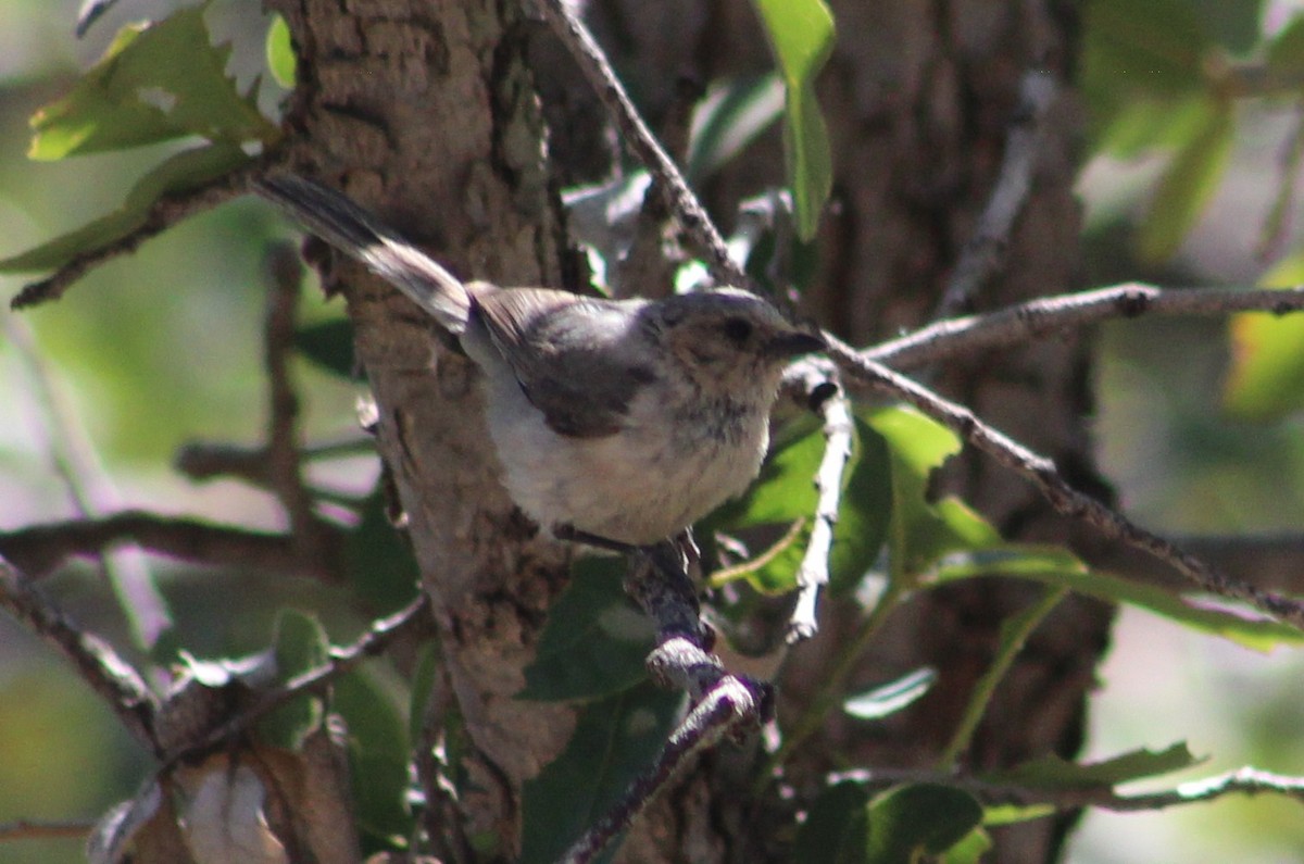 Bushtit (Interior) - ML620289083