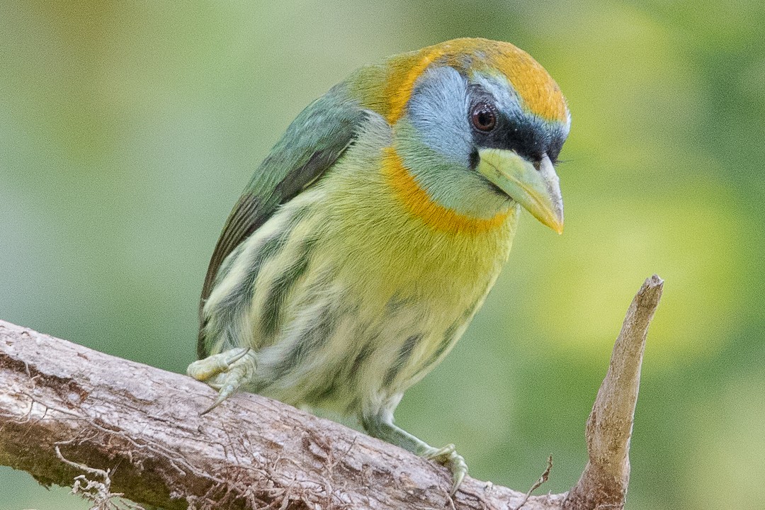 Red-headed Barbet - ML620289084