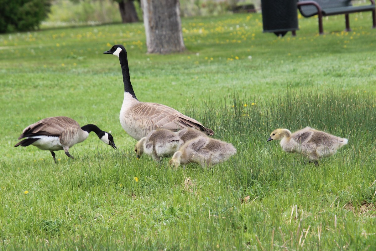 Canada Goose - ML620289085