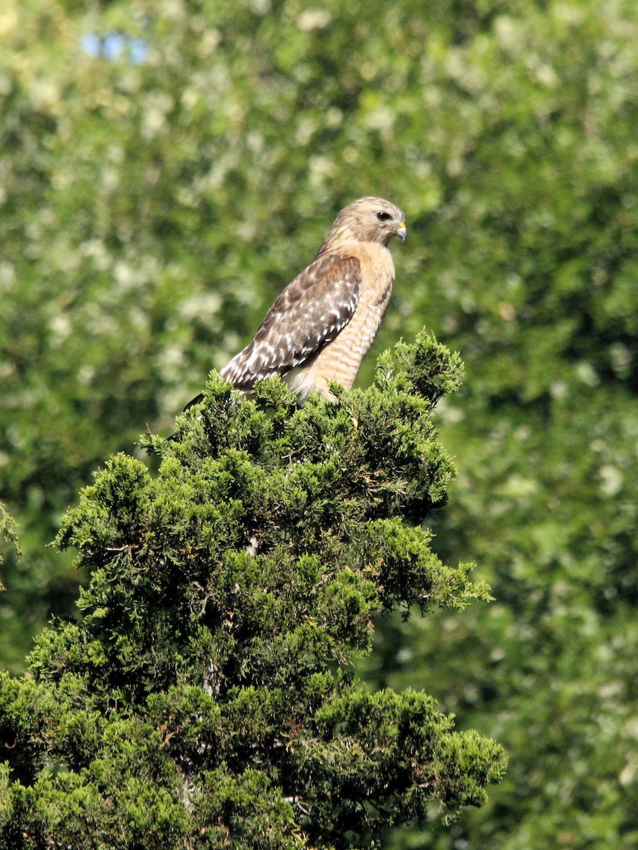 Red-shouldered Hawk - ML620289086