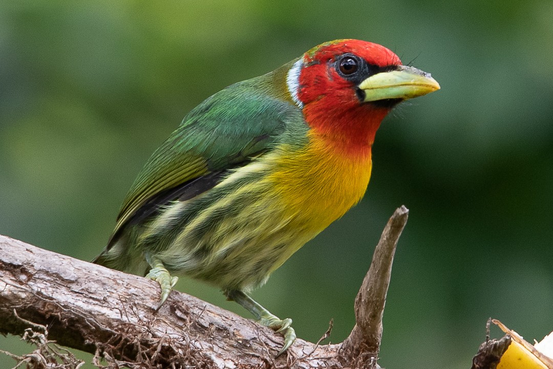 Red-headed Barbet - ML620289087