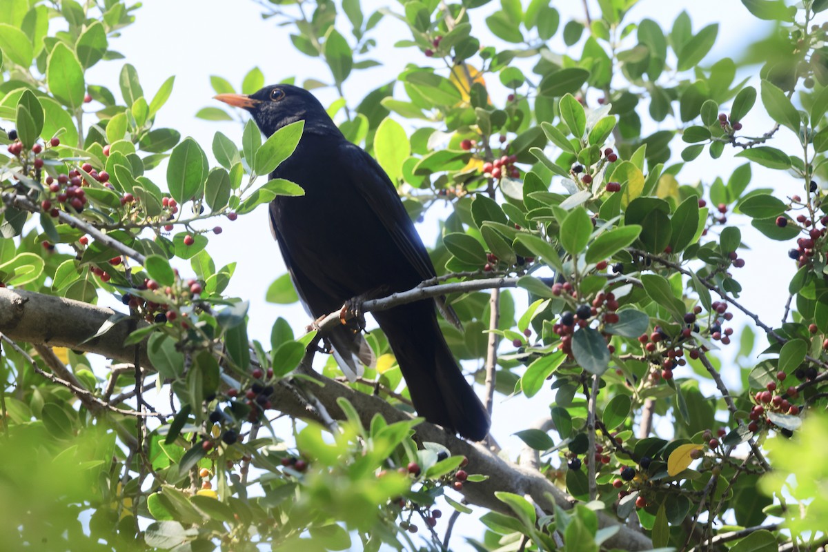 Eurasian Blackbird - ML620289090