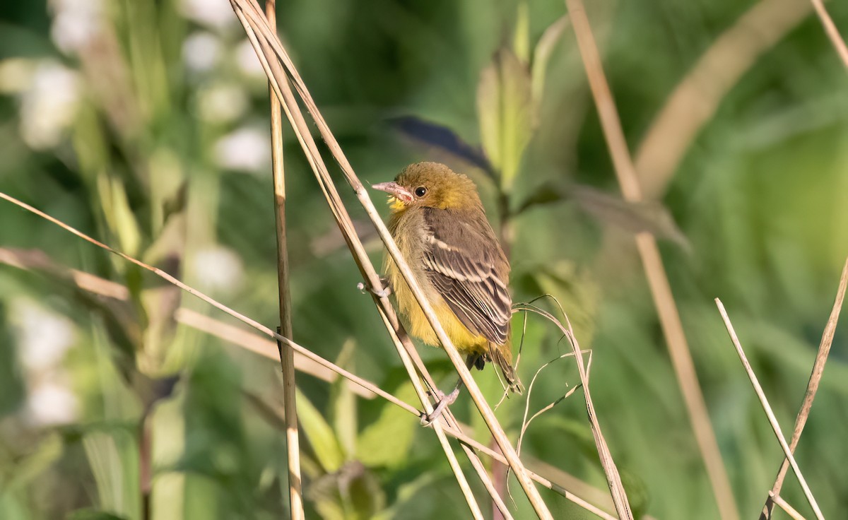 Orchard Oriole - ML620289091