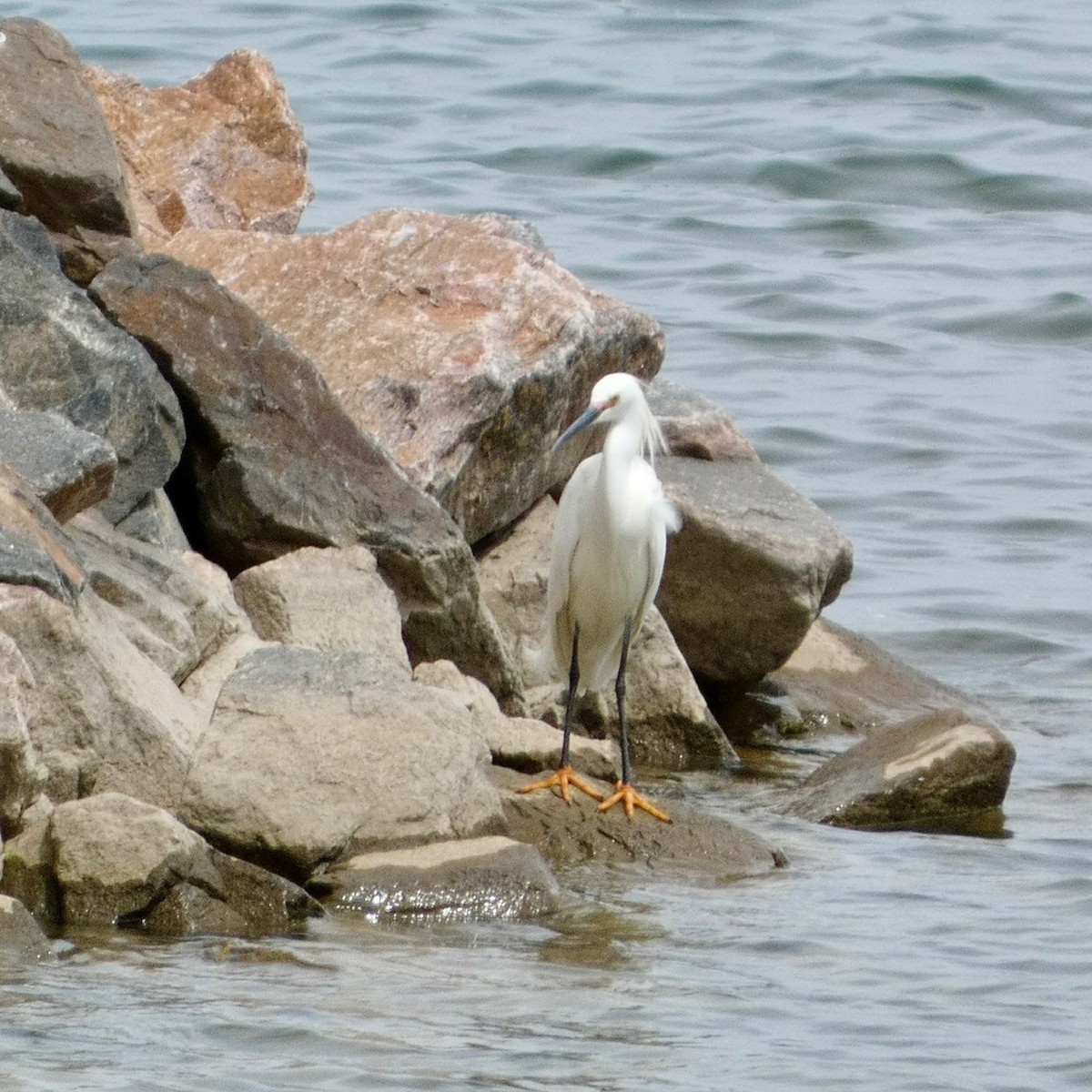 Snowy Egret - ML620289092