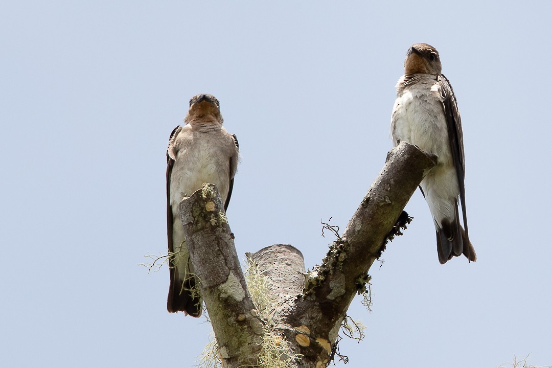 Southern Rough-winged Swallow - ML620289094