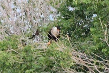 Crested Caracara - ML620289096