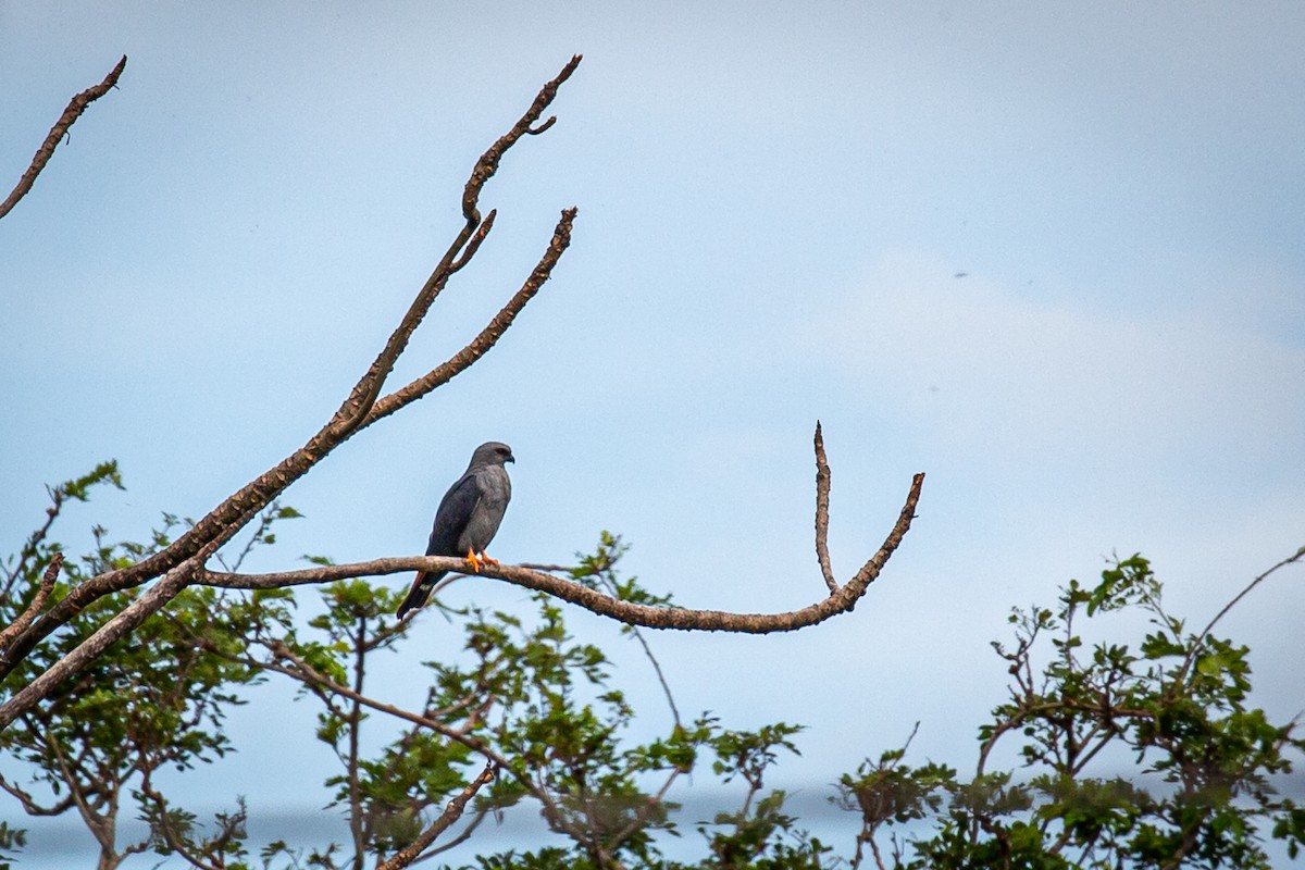 Plumbeous Kite - ML620289101