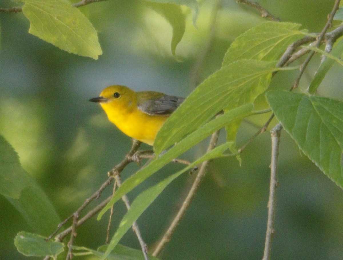 Prothonotary Warbler - ML620289103