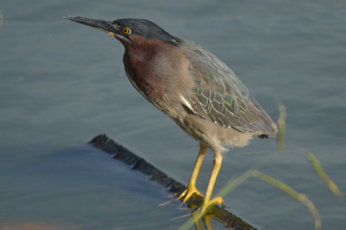 Green Heron - ML620289105