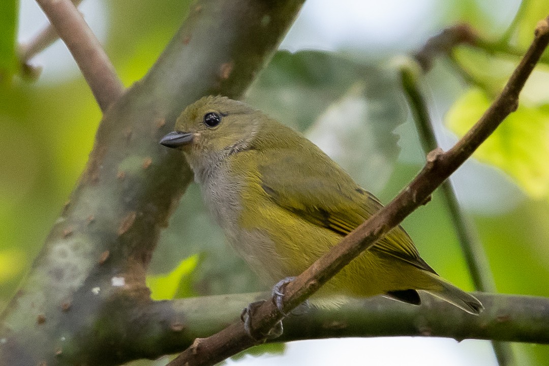 Orange-bellied Euphonia - ML620289107