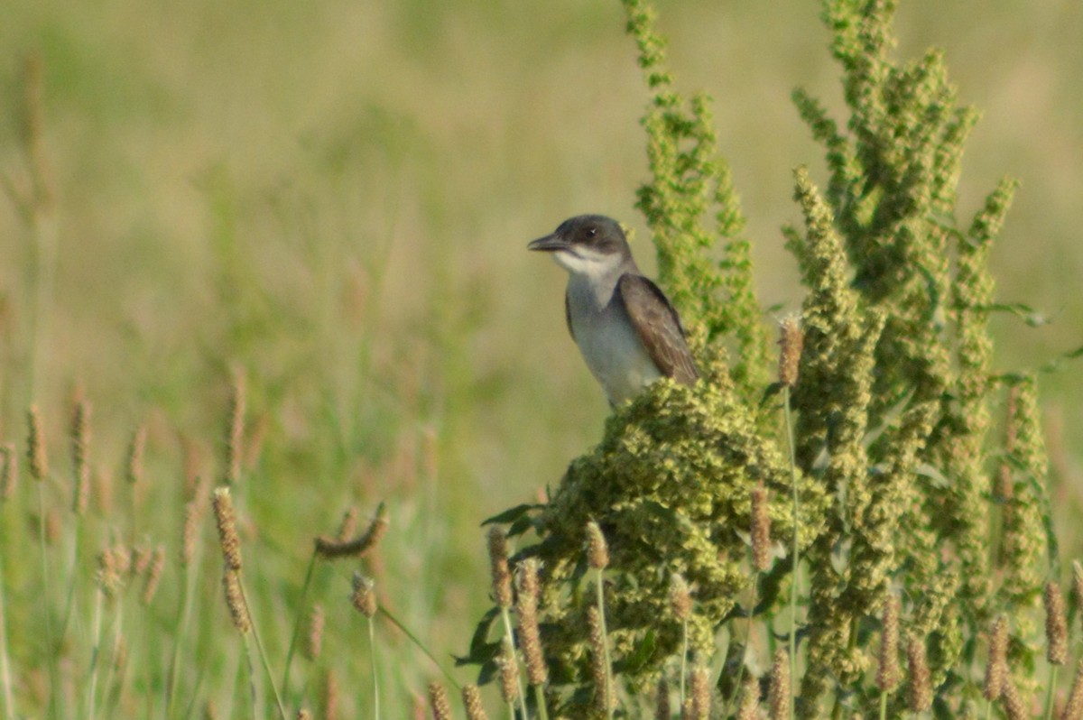 Eastern Kingbird - ML620289123