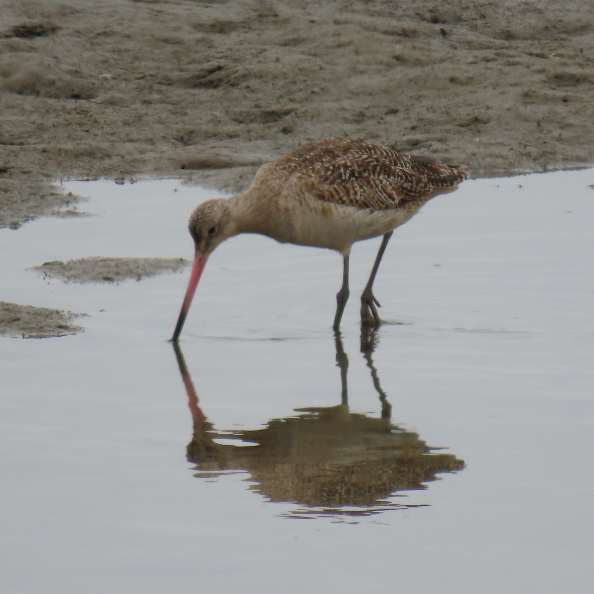 Marbled Godwit - ML620289132