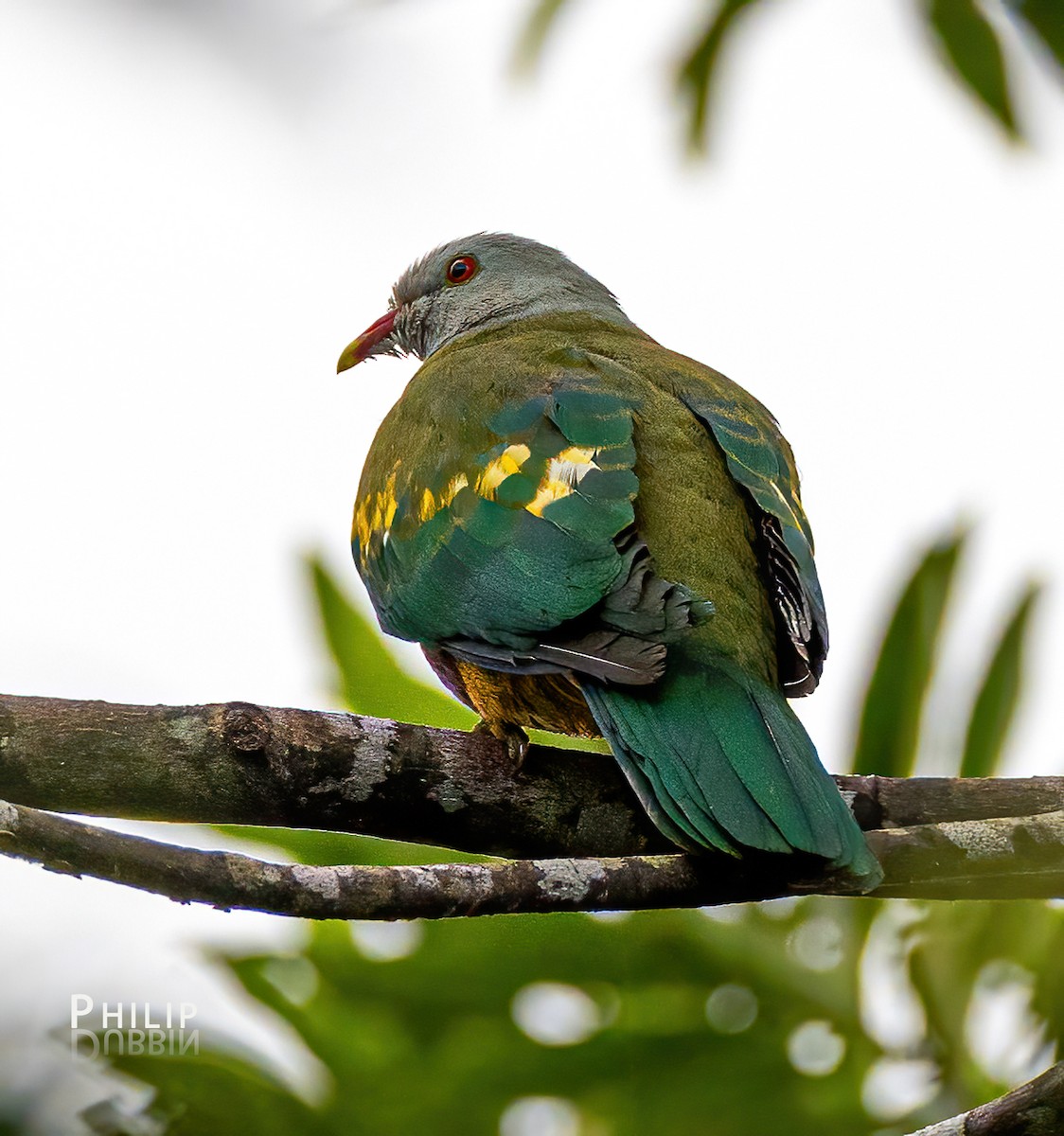 Wompoo Fruit-Dove - ML620289156