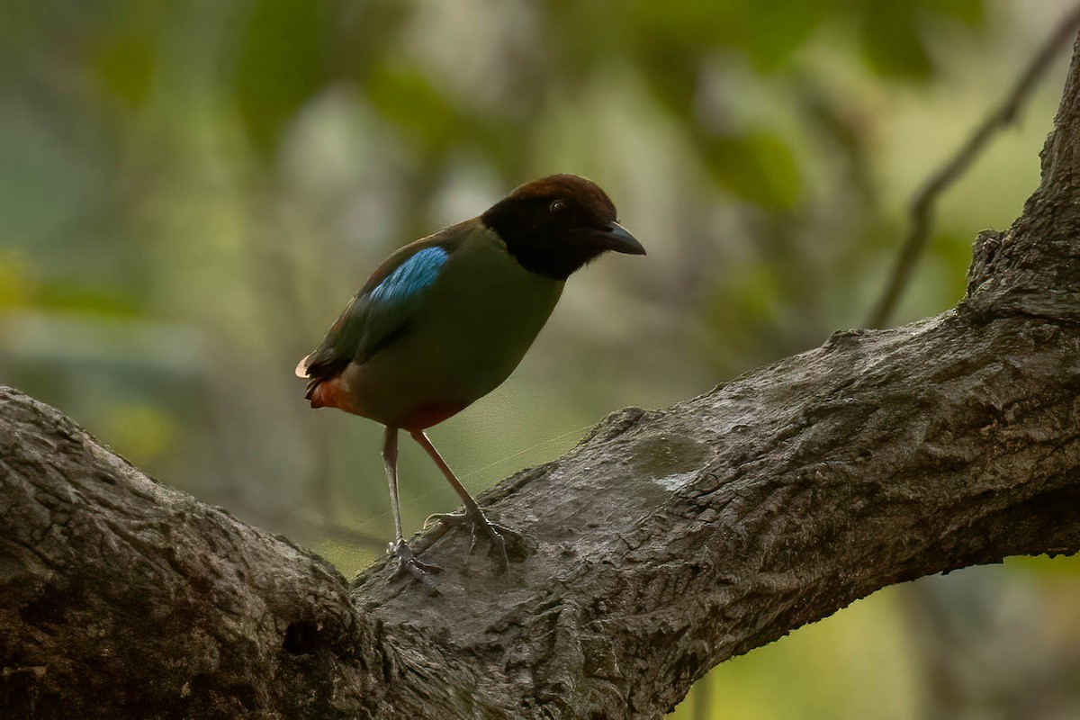 Western Hooded Pitta - ML620289157