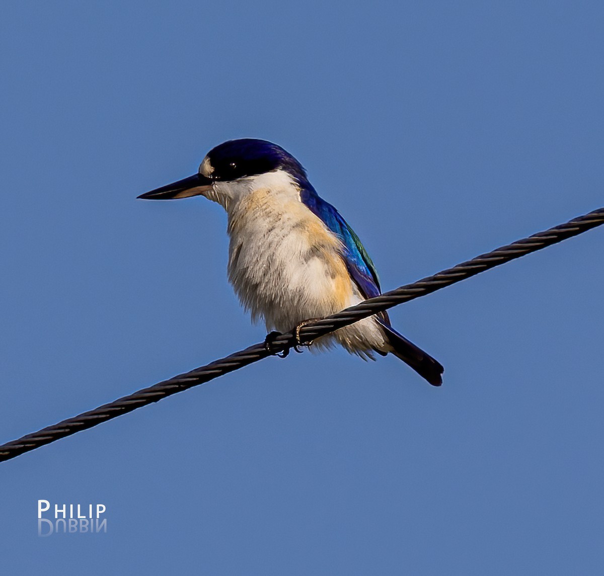 Forest Kingfisher - ML620289160