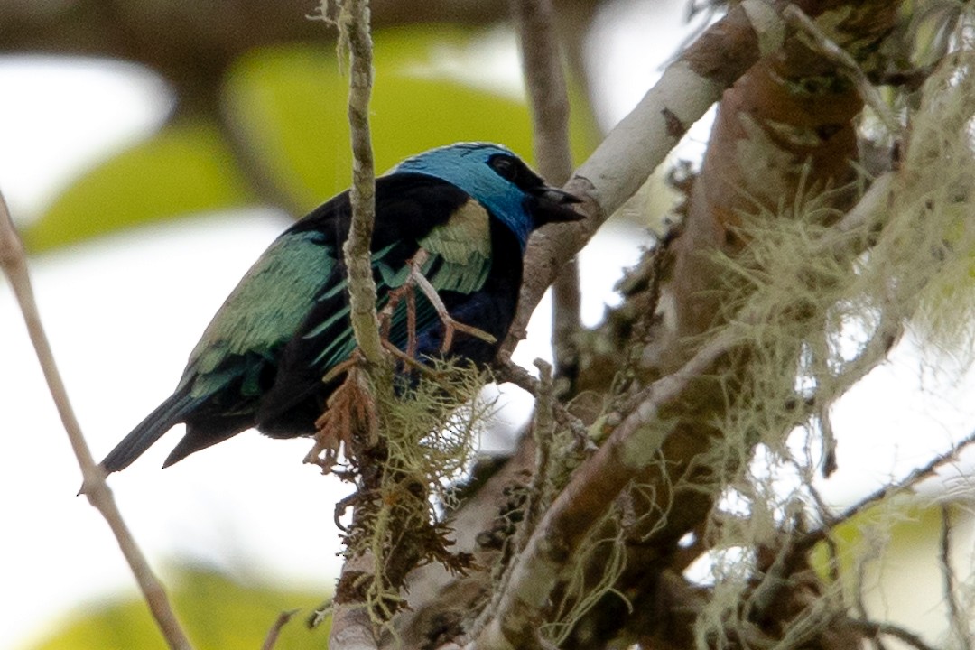 Blue-necked Tanager - ML620289161