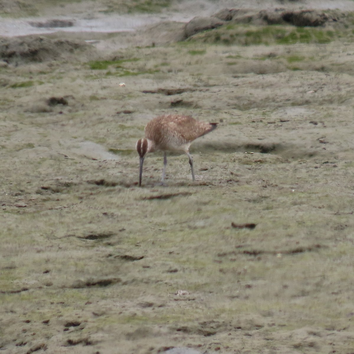 Whimbrel - ML620289165