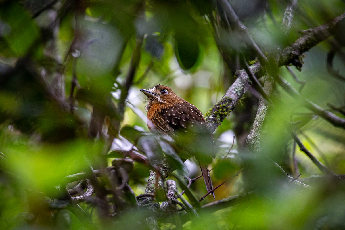 Moustached Puffbird - ML620289167