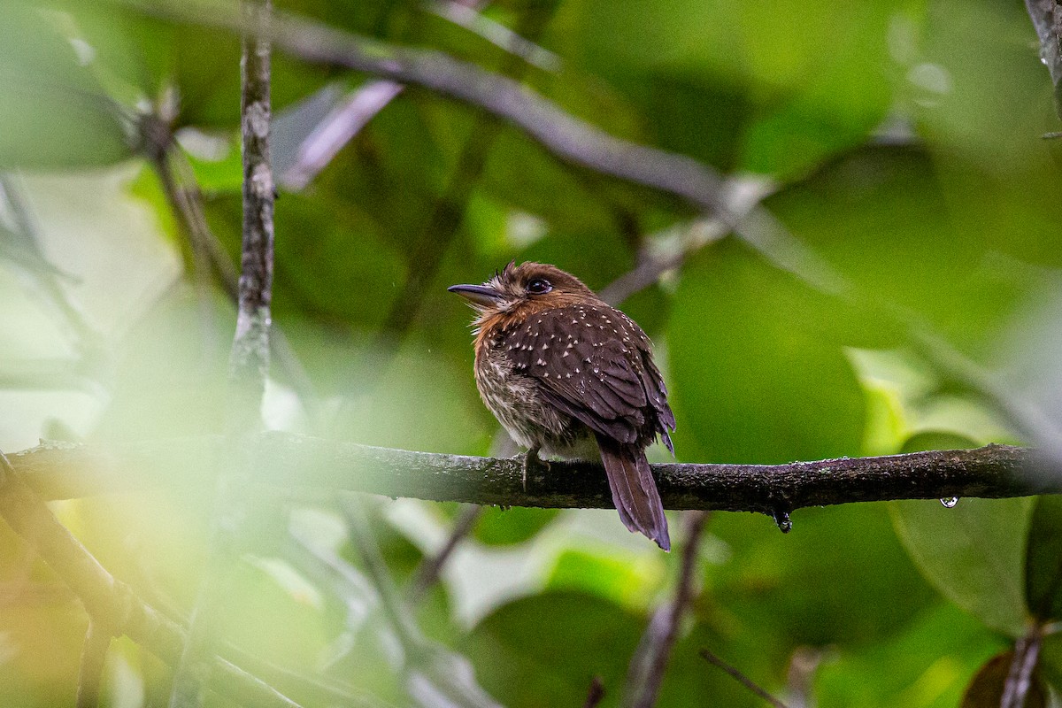 Moustached Puffbird - ML620289170