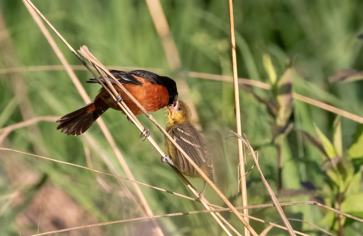 Orchard Oriole - ML620289171