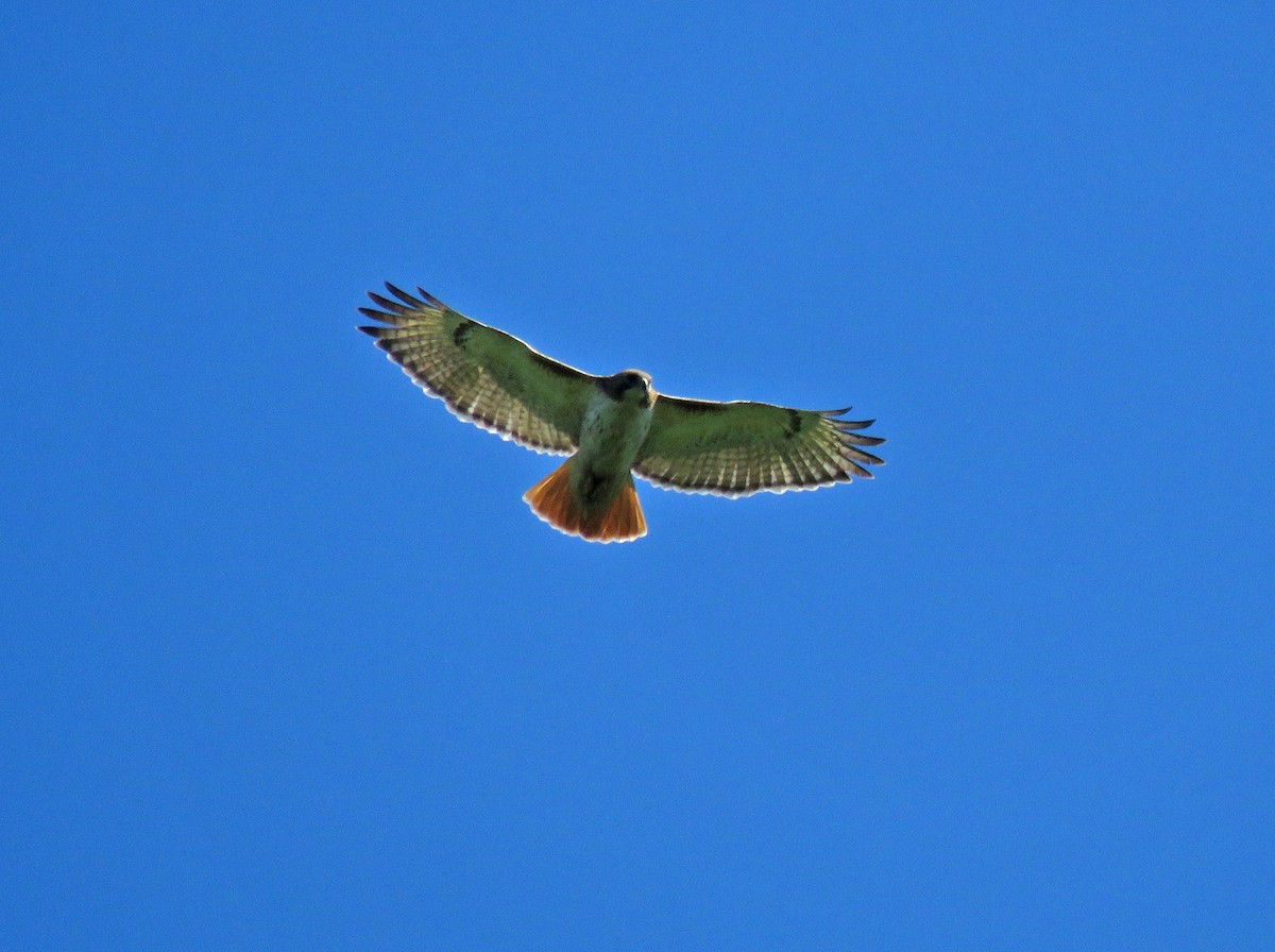 Red-tailed Hawk - ML620289179