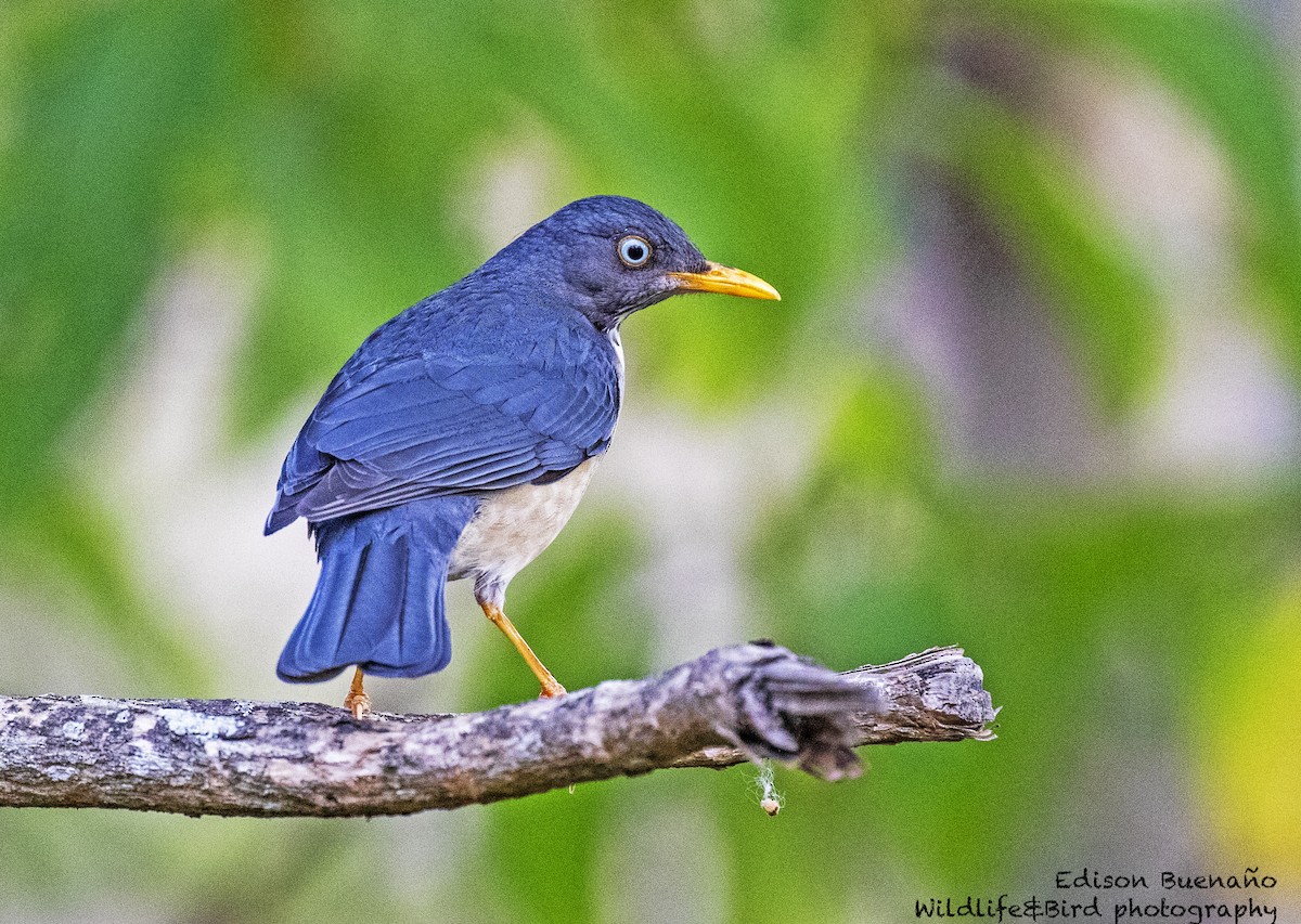 Plumbeous-backed Thrush - ML620289182