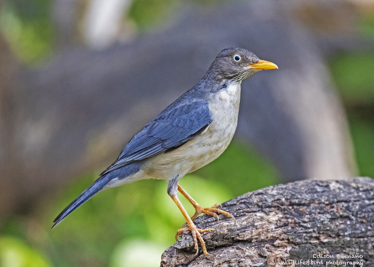 Plumbeous-backed Thrush - ML620289183