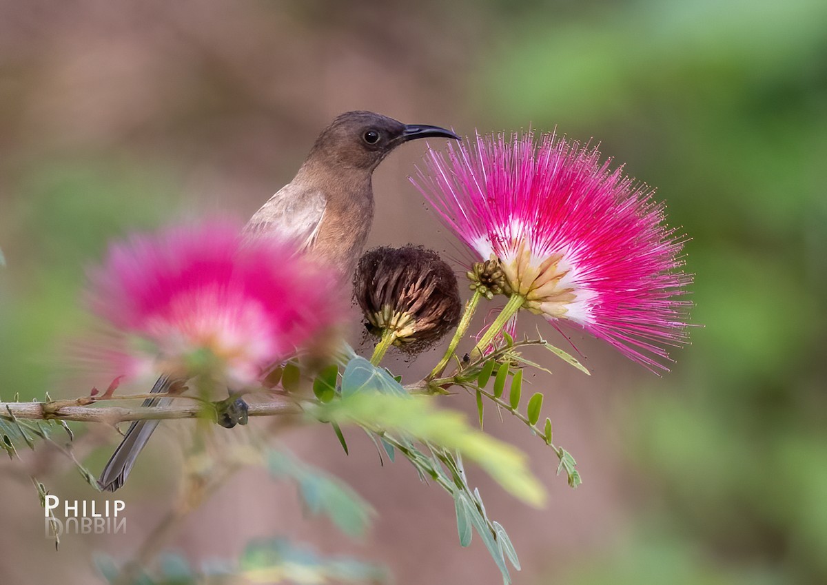 Dusky Myzomela - ML620289184