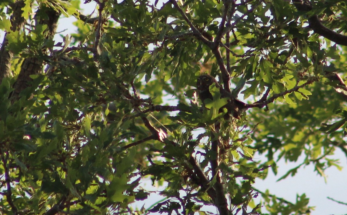 Northern Pygmy-Owl (Rocky Mts.) - ML620289195