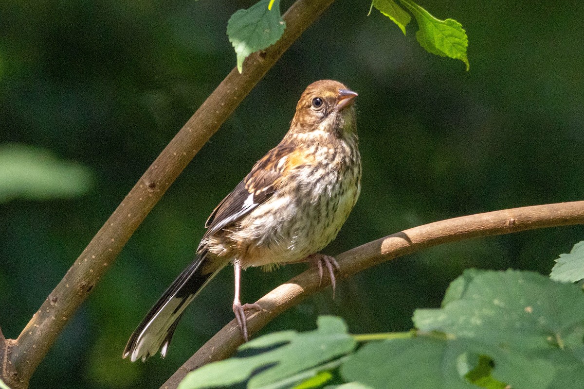 Eastern Towhee - ML620289199