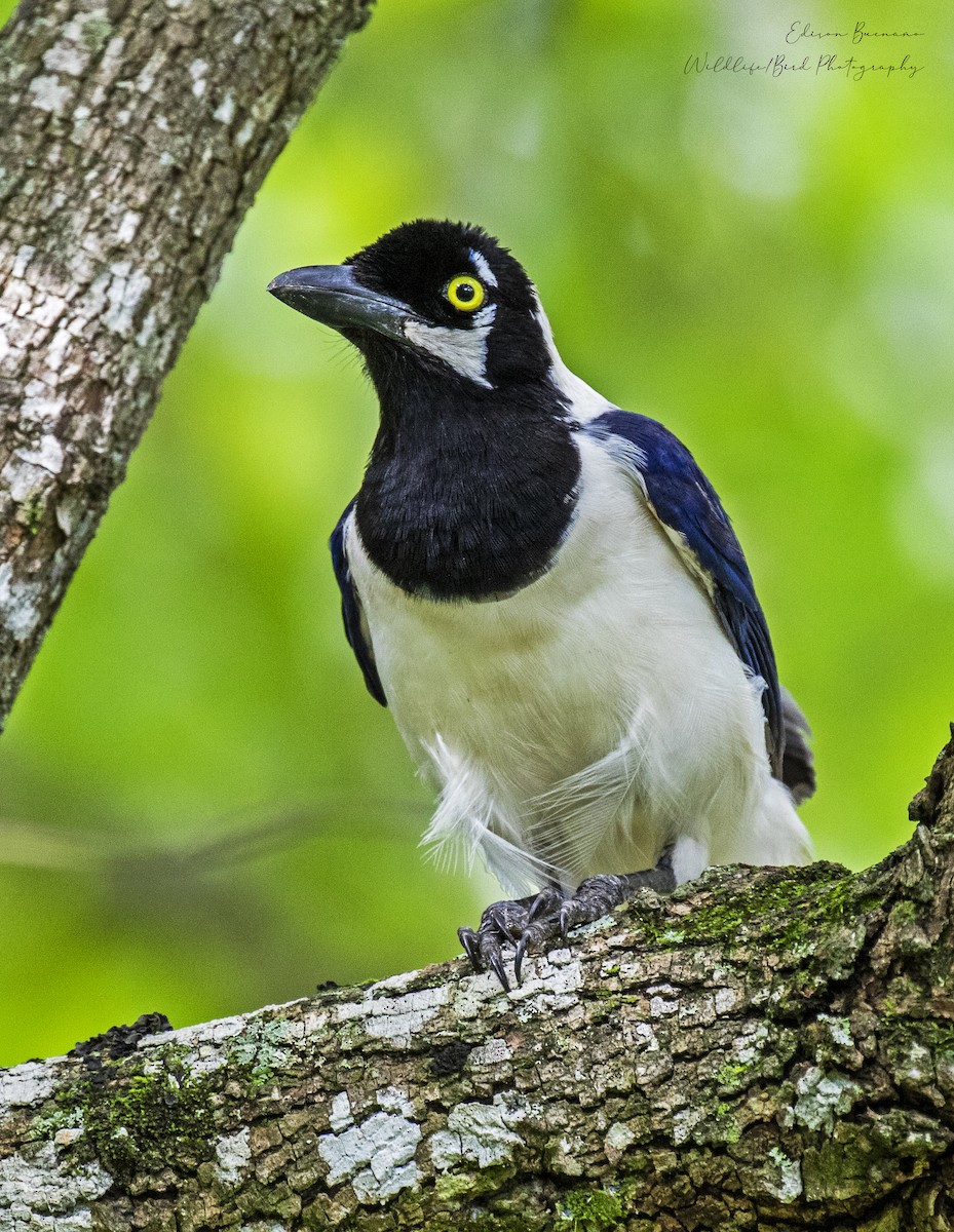 White-tailed Jay - ML620289202