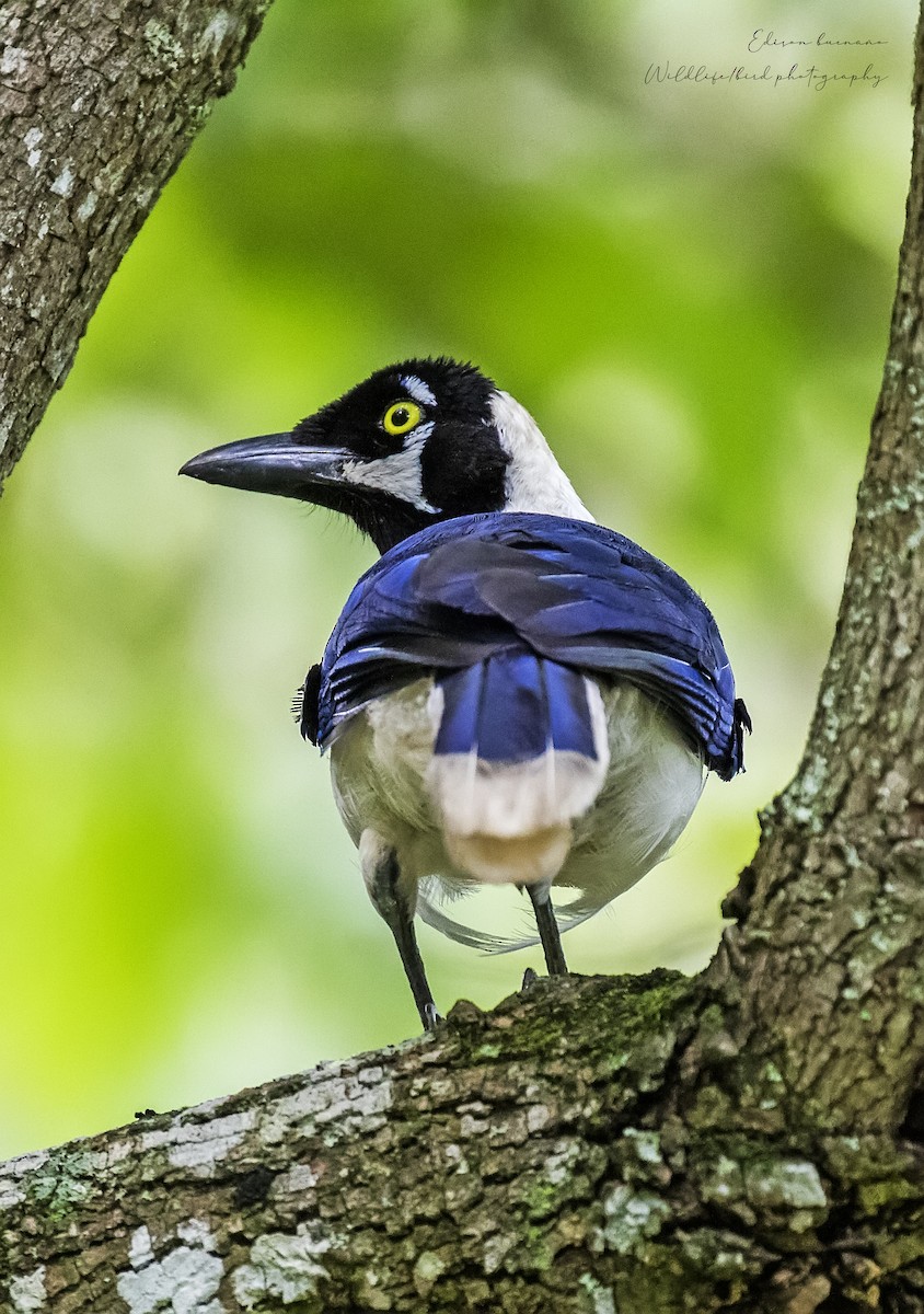 White-tailed Jay - ML620289203