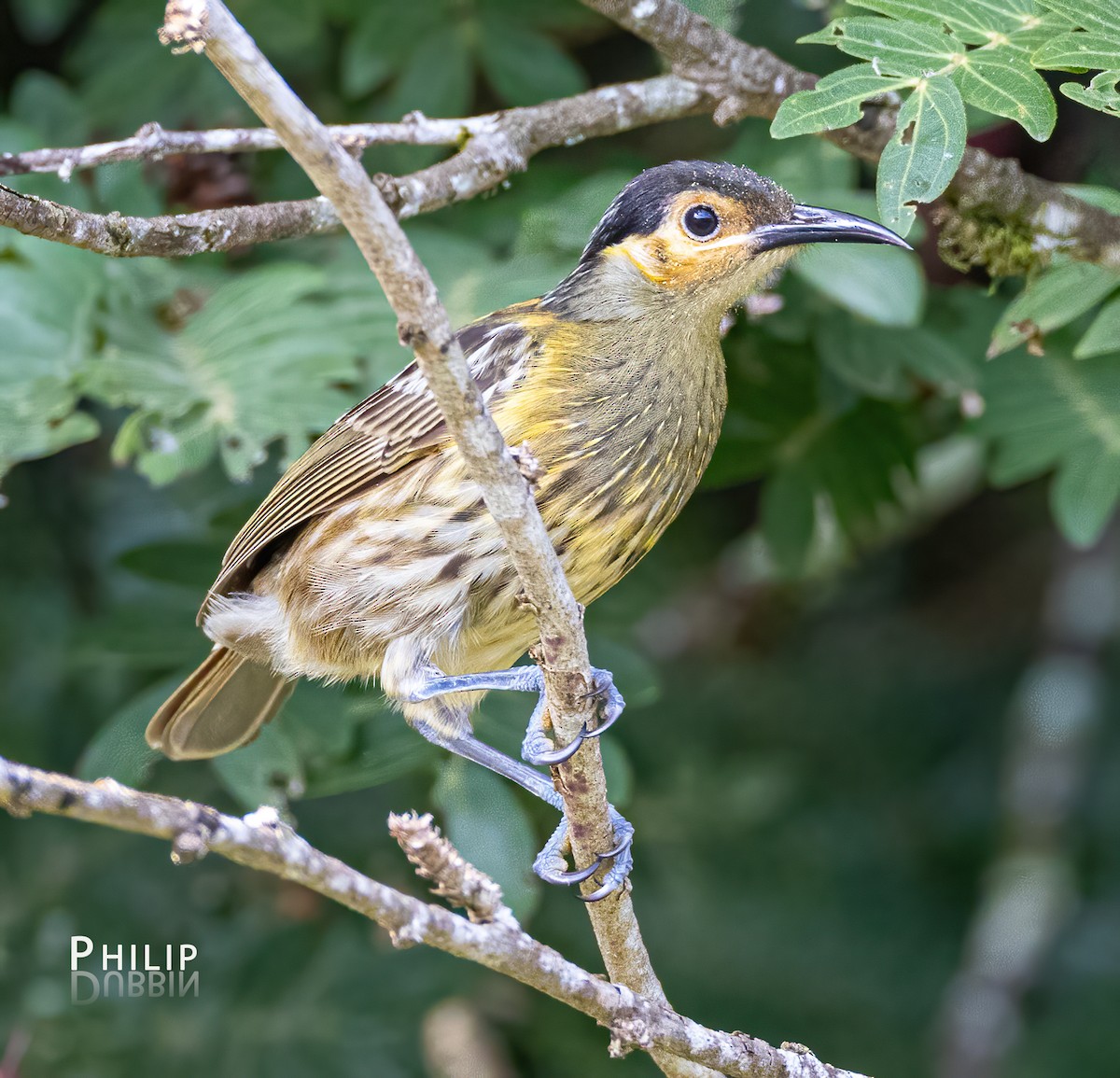 Macleay's Honeyeater - ML620289205