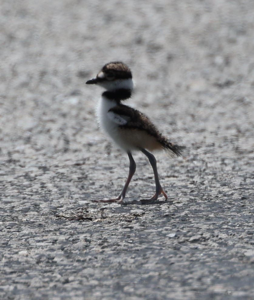 Killdeer - ML620289206