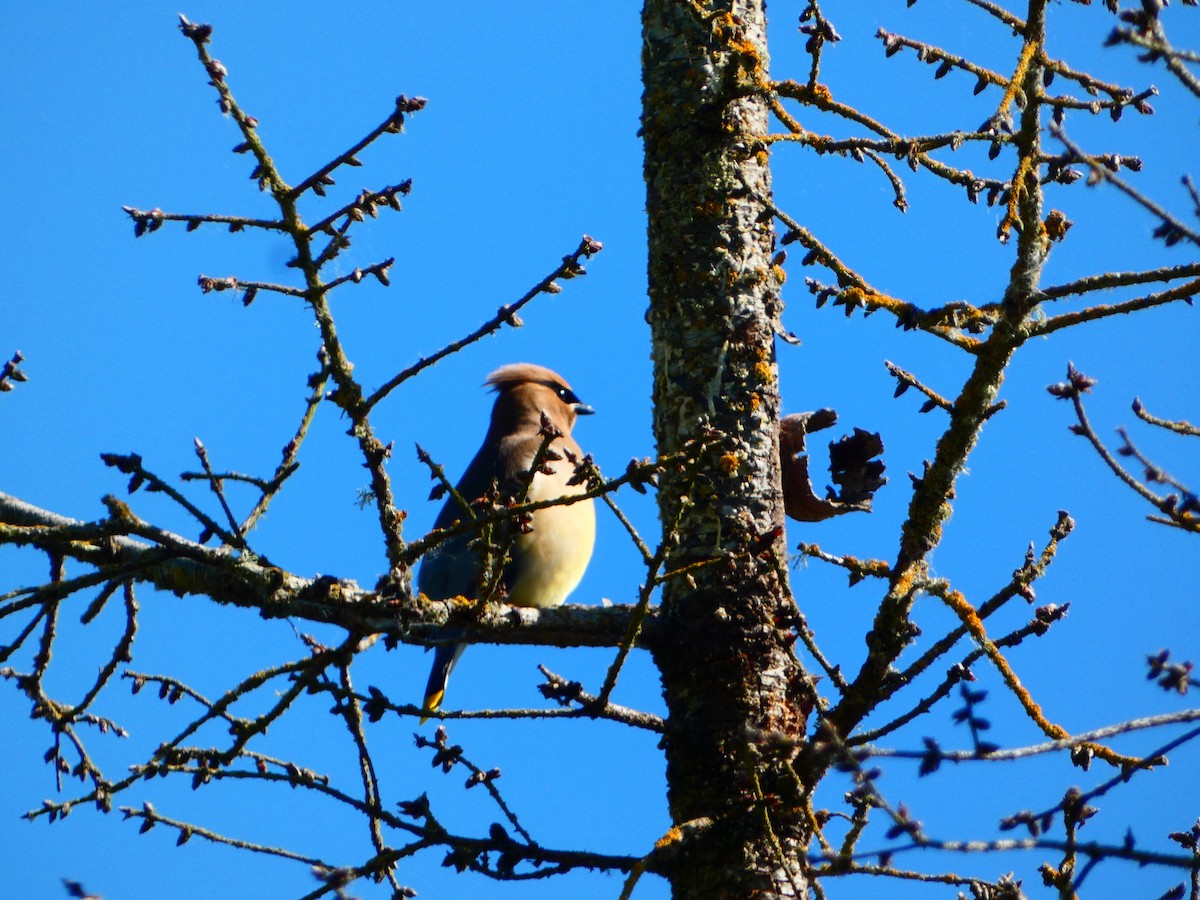 Cedar Waxwing - ML620289208