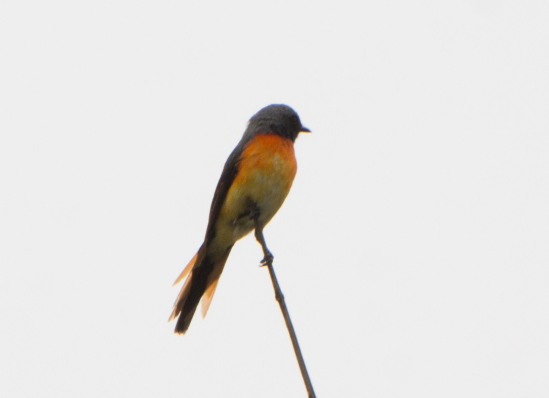 Small Minivet - ML620289209