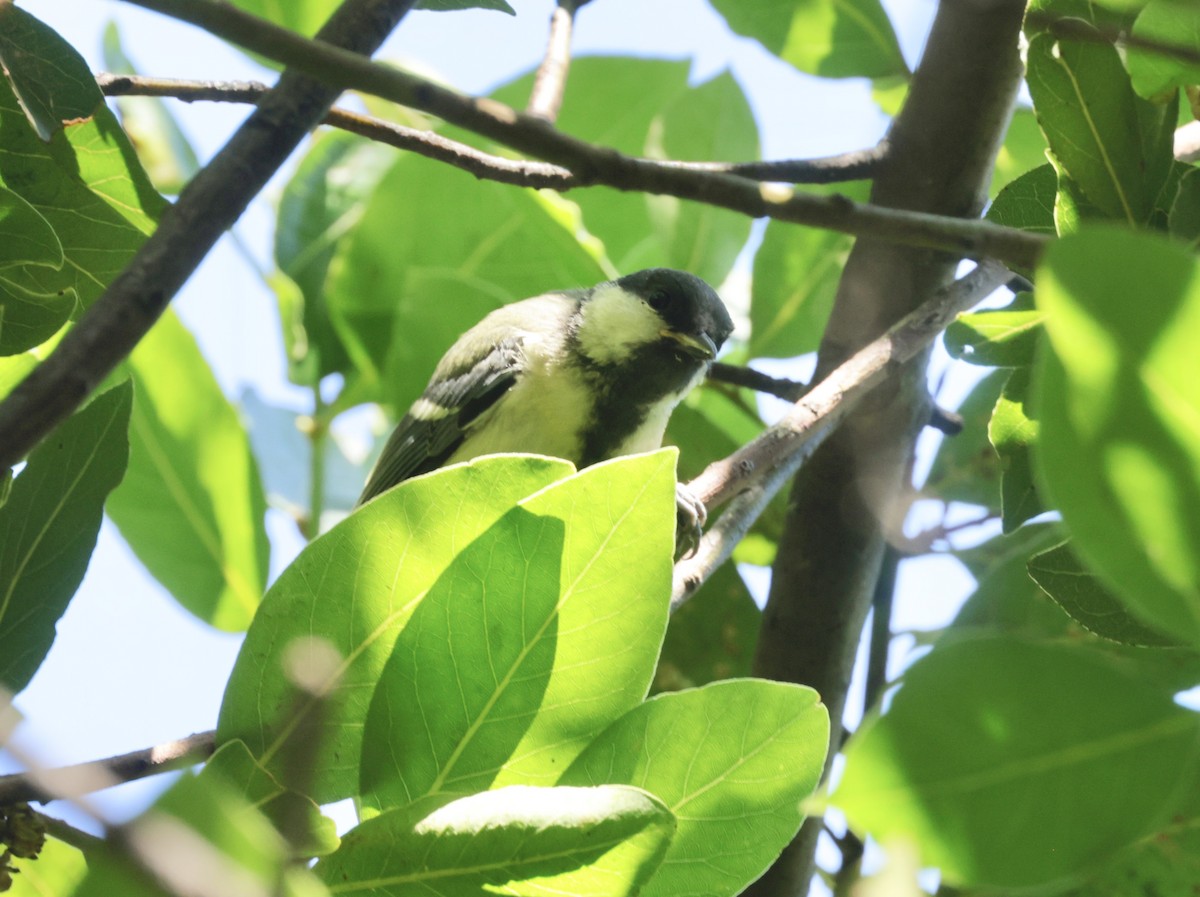 Great Tit - ML620289212