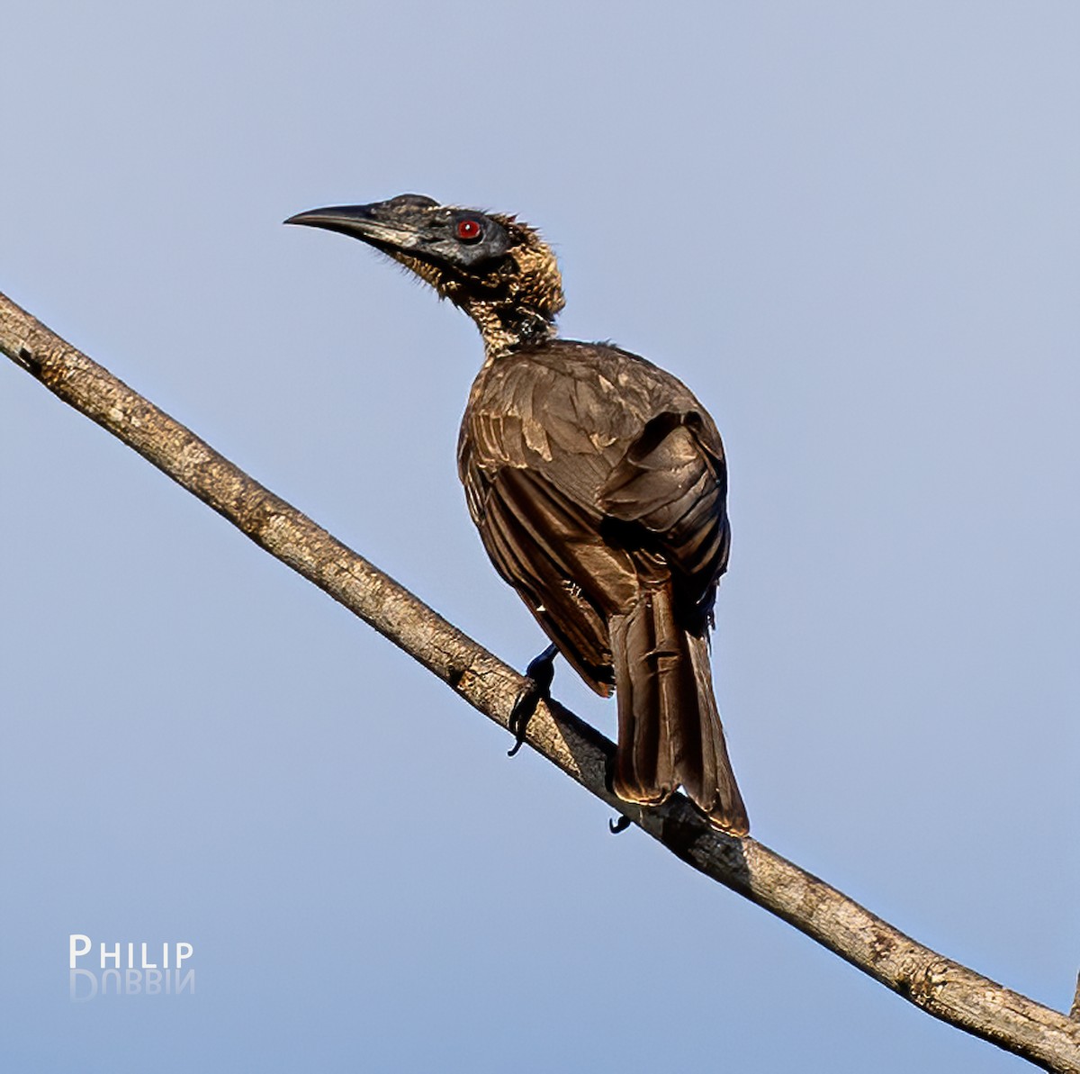 Helmeted Friarbird - ML620289214