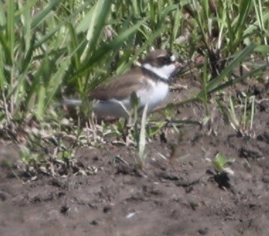 Semipalmated Plover - ML620289216