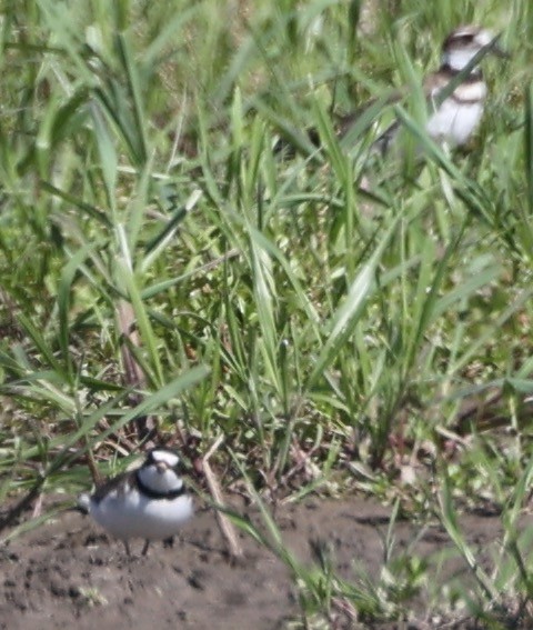 Semipalmated Plover - ML620289217