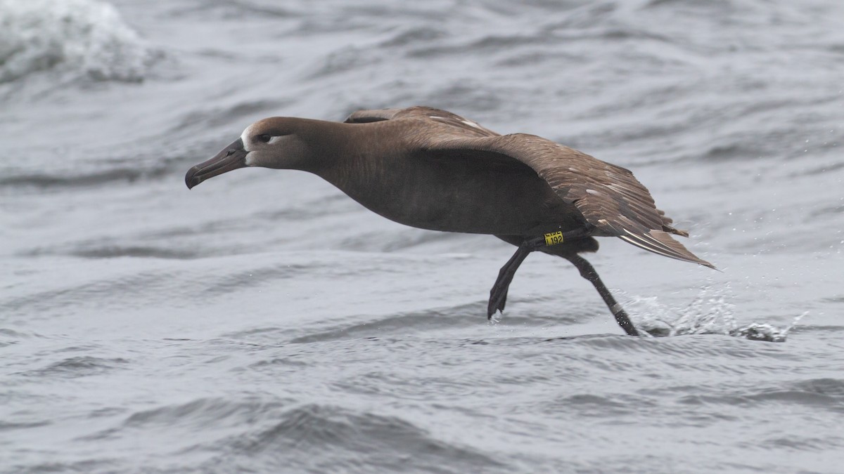 Black-footed Albatross - ML620289220