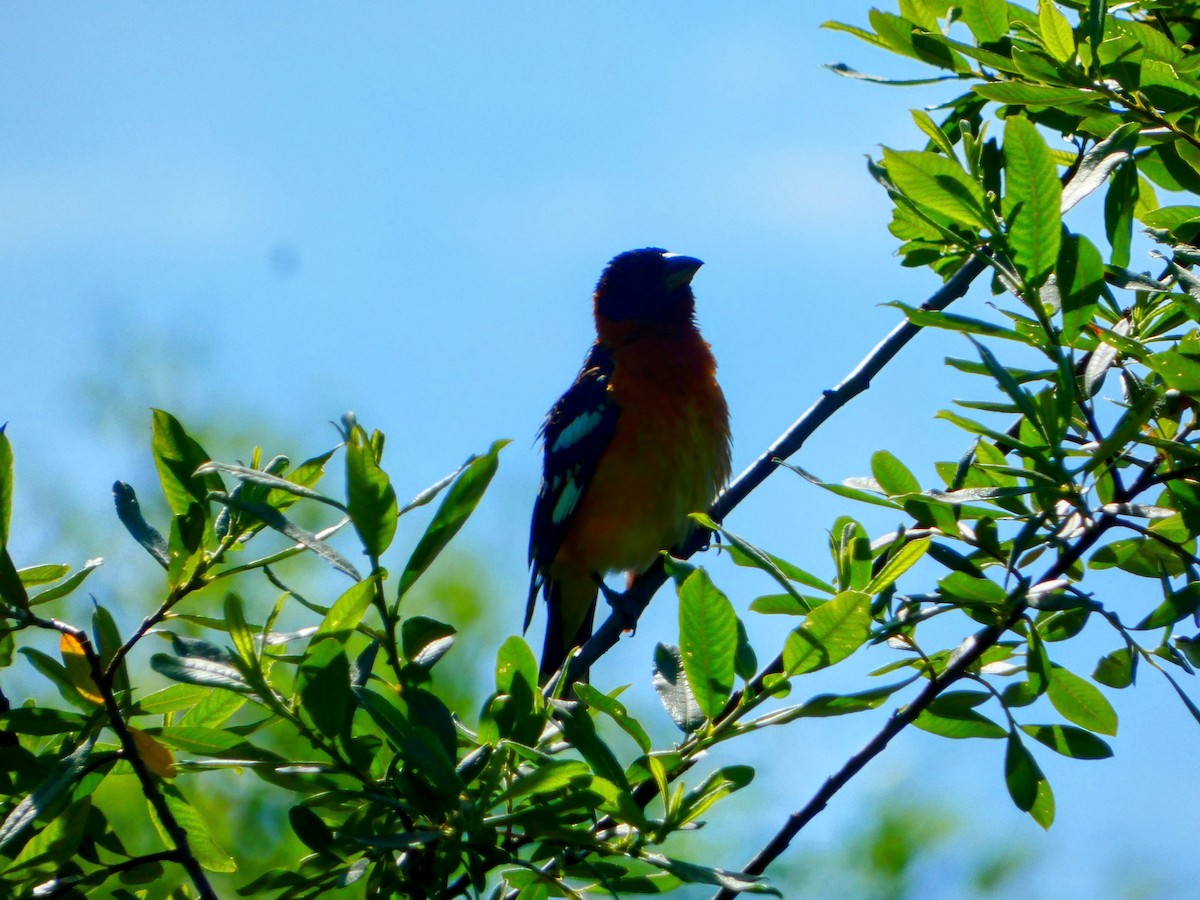 Black-headed Grosbeak - ML620289225