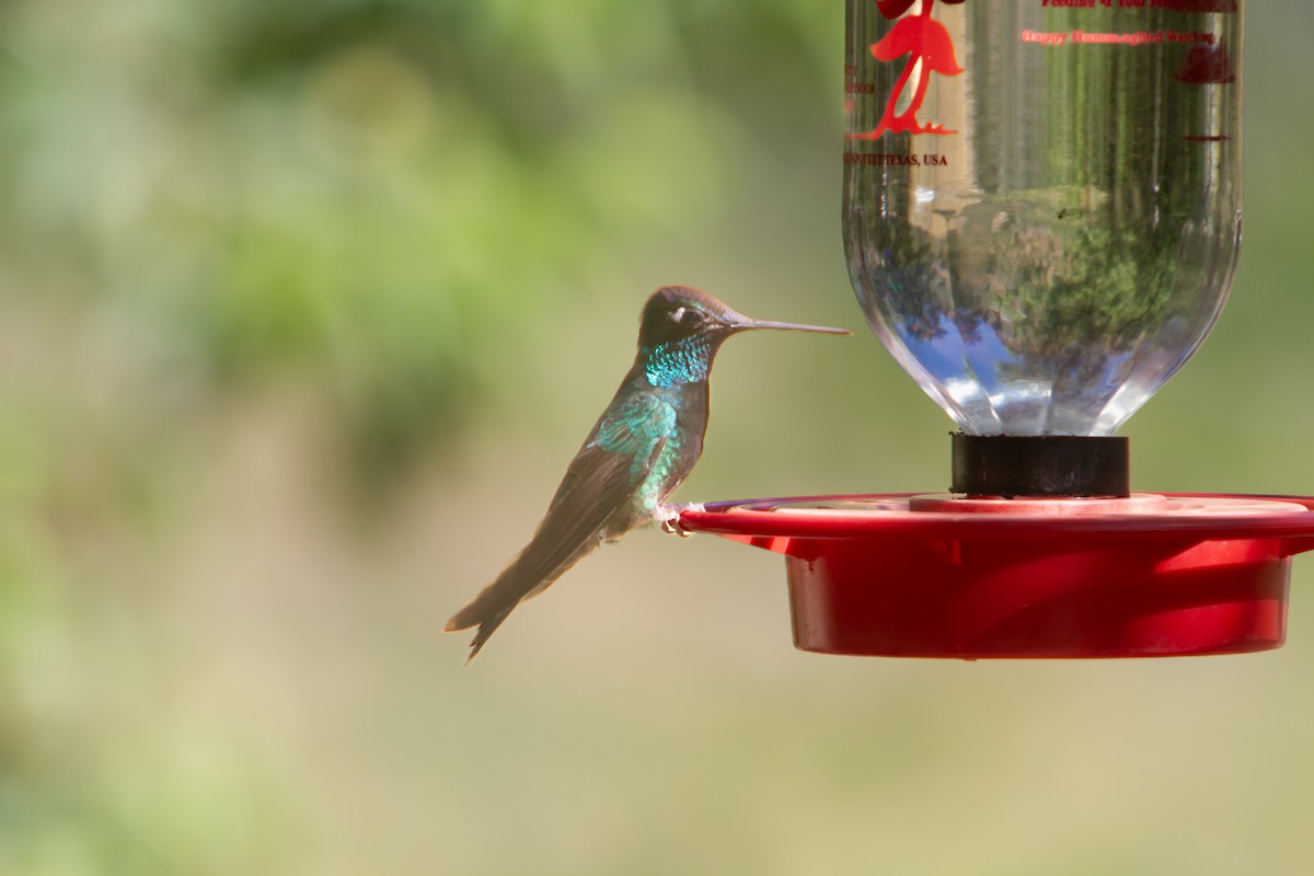 Rivoli's Hummingbird - ML620289227