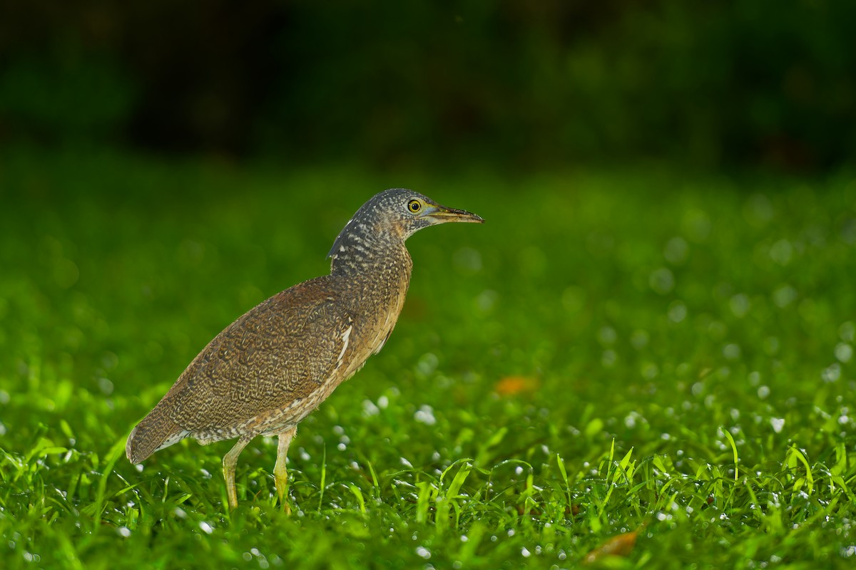 Malayan Night Heron - ML620289231