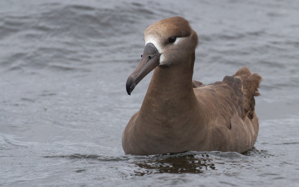 Black-footed Albatross - ML620289234